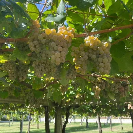 Hotel Deluxe Rodeada De Vinedos Ribadumia